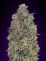 Critical Purple Kush Feminizowany Nasiona