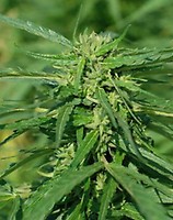 Terra Italia CBD Feminised Seeds