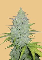 Original Cheese Auto Feminised Seeds