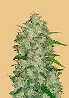 Original Chemdawg Auto Feminised Seeds
