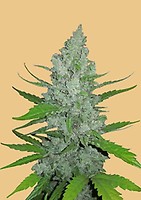 Original Sour Diesel Auto Feminised Seeds