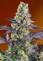 Sweet Zenzation (formerly Sweet Zkittlez) Feminised Seeds
