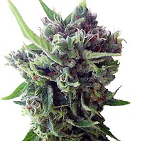 Zamaldelica Auto Feminised Seeds