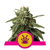 Shogun Feminised Seeds