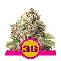 Triple G Feminised Seeds