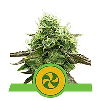 Sweet ZZ Auto Feminised Seeds
