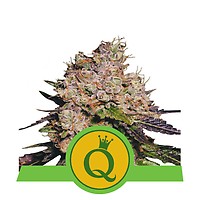 Purple Queen Auto Feminised Seeds