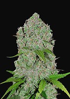 Orange Sherbet Auto Feminised Seeds