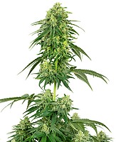 Strawberry Kush Feminised Seeds
