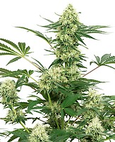 Wedding Cheesecake Feminised Seeds