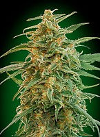 Gorilla Auto Feminised Seeds