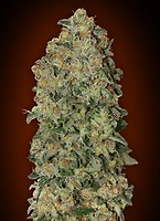Chocolate Skunk Auto Feminised Seeds