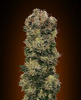 Sweet Soma Auto Feminised Seeds