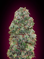 Bubble Gum Feminised Seeds