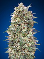 California Kush Feminised Seeds