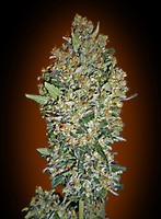 Cheese Berry Feminised Seeds