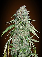 Chocolate Skunk CBD Feminised Seeds