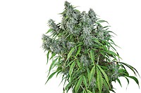 Frosty Friday Regular Seeds