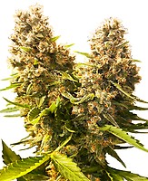 Banana Kush Cake Auto Feminised Seeds