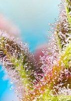 Purple Punch OG Feminised Seeds