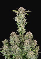Bruce Banner Auto Feminised Seeds