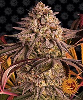 Blue Sunset Sherbert Feminised Seeds
