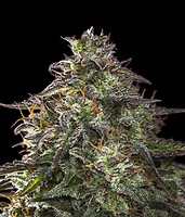 Blueberry Cheesecake Auto Feminised Seeds
