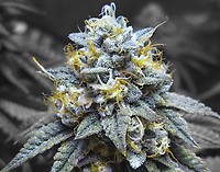 Kosher Kush Feminizowany Nasiona - BULK