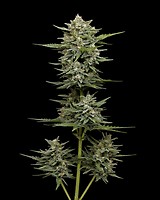 Vanilla Latte Auto Feminised Seeds