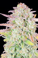 Original Trainwreck Auto Feminizowane Nasiona