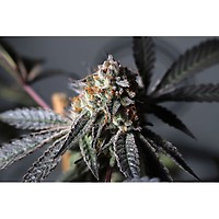 Purple OG Punch Feminised Seeds