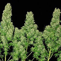 White Russian Feminised Seeds