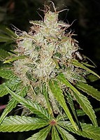 Deluxe Orange Feminised Seeds