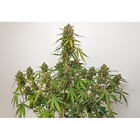 Elephant Auto Feminised Seeds