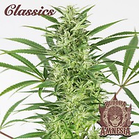 Buddha Classics Amnesia Auto Feminizowane Nasiona