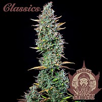 Buddha Classics Critical Auto Feminizowane Nasiona