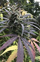 Blue Dream SZYBKO Feminizowany Nasiona - BULK