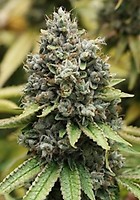 Sour Diesel Feminizowany Nasiona - BULK