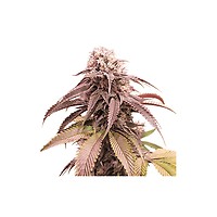 Strawberry Cookies Fast Feminised Seeds