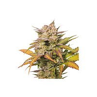Sweet Bourbon Kush Auto Feminised Seeds