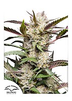 Mimosa Punch Auto Feminizowany Nasiona