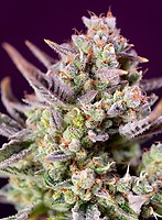 Sweet Zenzation XL Auto Feminised Seeds