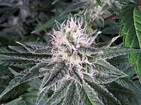 Zkittlez Auto Feminizowany Nasiona - BULK
