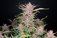 Gorilla Punch Auto Feminised Seeds