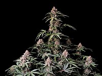 Amnesia Zkittlez Auto Feminised Seeds