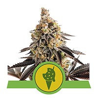 Cookies Gelato Auto Feminised Seeds