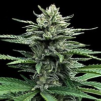 Strawberry Banana Auto Feminised Seeds