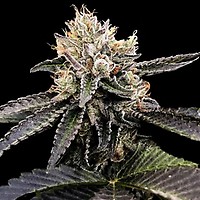 Cataract Cake Feminised Seeds