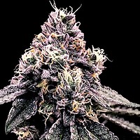 Kosher Pie Feminised Seeds
