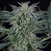 Critical Jack Auto Feminised Seeds